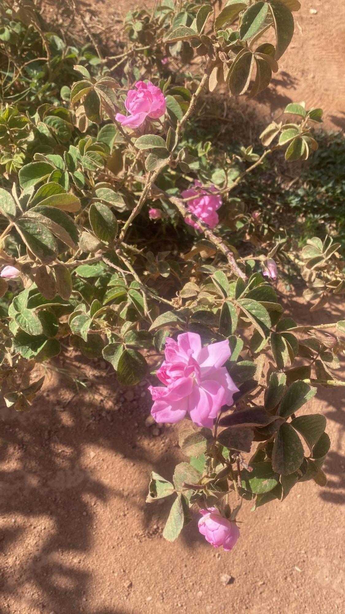 Dar Mgouna Roses Kelaat-M'Gouna Kültér fotó