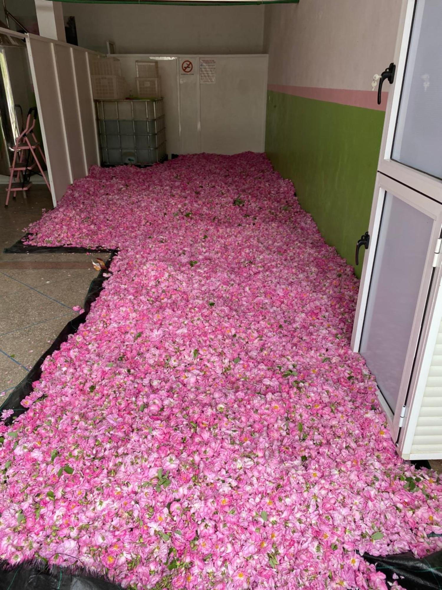 Dar Mgouna Roses Kelaat-M'Gouna Kültér fotó